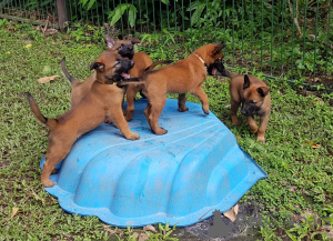 Foto №1. belgischer schäferhund - zum Verkauf in der Stadt Baaienfurt | verhandelt | Ankündigung № 167547