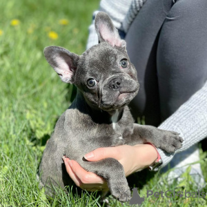 Foto №2 zu Ankündigung № 38210 zu verkaufen französische bulldogge - einkaufen USA quotient 	ankündigung, vom kindergarten