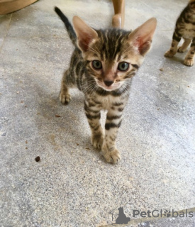 Foto №1. bengal katzenrasse - zum Verkauf in der Stadt Rheine | 351€ | Ankündigung № 109216