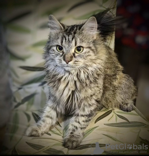 Foto №2 zu Ankündigung № 129108 zu verkaufen  - einkaufen Russische Föderation 