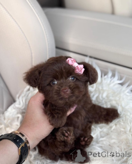 Foto №4. Ich werde verkaufen bolonka zwetna in der Stadt Boise. züchter - preis - verhandelt