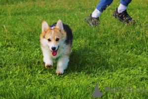Foto №3. Walisischer Corgi Pembroke zum Verkauf weiblich. Serbien