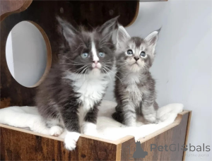 Foto №1. maine-coon-katze - zum Verkauf in der Stadt Fredericksborg | 350€ | Ankündigung № 154209