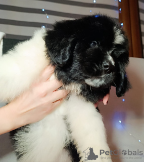 Foto №3. Neufundland. Polen