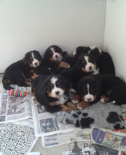 Foto №1. berner sennenhund - zum Verkauf in der Stadt Ascona | 500€ | Ankündigung № 172054