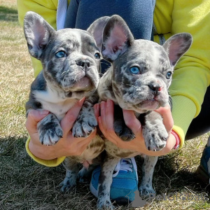 Foto №1. französische bulldogge - zum Verkauf in der Stadt Paris | verhandelt | Ankündigung № 166209
