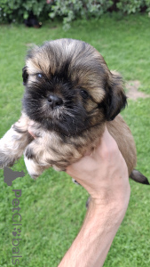 Foto №4. Ich werde verkaufen leonberger, louisiana catahoula leopard dog, lhasa apso, pommersche spitz, pudel (zwerg), shih tzu in der Stadt Pärnu. quotient 	ankündigung, vom kindergarten, züchter - preis - 700€