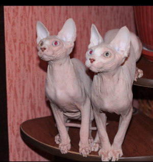 Foto №1. sphynx cat - zum Verkauf in der Stadt Kursk | 633€ | Ankündigung № 1493