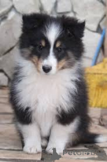 Foto №1. shetland sheepdog - zum Verkauf in der Stadt Brüssel | 700€ | Ankündigung № 164163