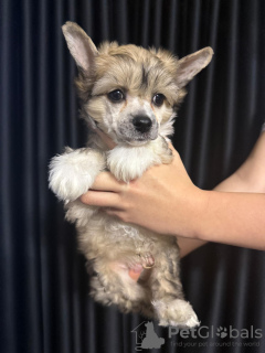 Foto №3. Chinesische Bzyzacz Welpen. Slowakei