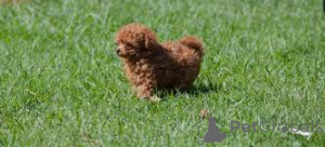 Foto №3. Pudel Welpen zu verkaufen. Luxemburg