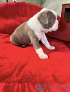 Foto №1. boston terrier - zum Verkauf in der Stadt Schälen | verhandelt | Ankündigung № 168841