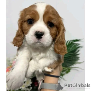 Foto №2 zu Ankündigung № 138860 zu verkaufen cavalier king charles spaniel - einkaufen Deutschland quotient 	ankündigung, züchter