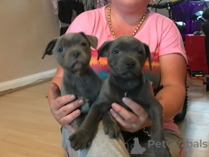 Foto №4. Ich werde verkaufen staffordshire bull terrier in der Stadt Mora. quotient 	ankündigung, züchter - preis - 1500€