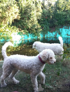 Foto №1. lagotto romagnolo - zum Verkauf in der Stadt Włocławek | 800€ | Ankündigung № 125064