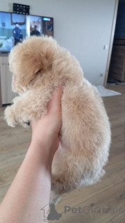 Foto №3. Welpen einer einzigartigen Rasse von BiP.. Russische Föderation