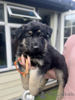Foto №1. deutscher schäferhund - zum Verkauf in der Stadt Bad Wildungen | verhandelt | Ankündigung № 167546