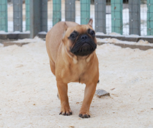 Foto №3. Das gezüchtete Mädchen der französischen Bulldogge. Russische Föderation