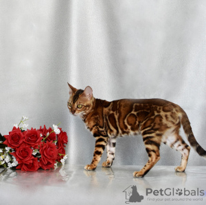 Foto №1. bengal katzenrasse - zum Verkauf in der Stadt Minsk | 179€ | Ankündigung № 120911