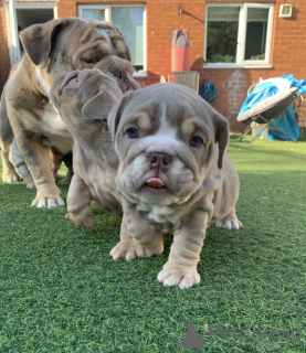 Foto №3. Entzückende englische Bulldogge bereit, ihr für immer zu Hause zu gehen. Italien