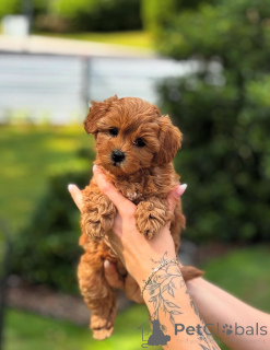 Foto №2 zu Ankündigung № 154284 zu verkaufen pudel (toy) - einkaufen USA züchter