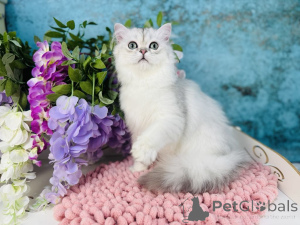 Foto №4. Ich werde verkaufen schottische faltohrkatze in der Stadt Czernowitz. züchter - preis - 478€