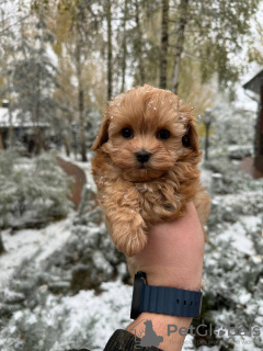 Foto №3. Maltipa F1 Mini (WhatsApp 79340037836). Russische Föderation