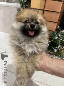 Foto №4. Ich werde verkaufen azawakh, german spitz in der Stadt Lipezk. quotient 	ankündigung - preis - 108€