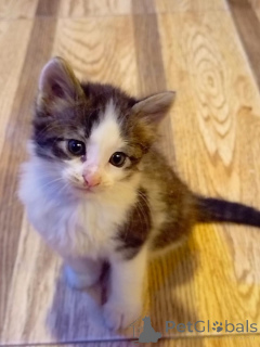 Foto №4. Ich werde verkaufen  in der Stadt Баку. quotient 	ankündigung - preis - Frei