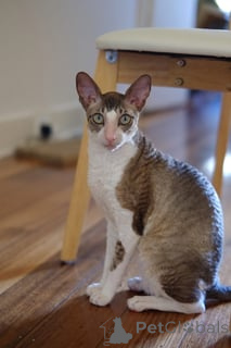 Foto №1. cornish rex - zum Verkauf in der Stadt Ołmuniec | verhandelt | Ankündigung № 173224