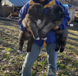 Foto №2 zu Ankündigung № 130437 zu verkaufen kaukasischer owtscharka - einkaufen Deutschland 