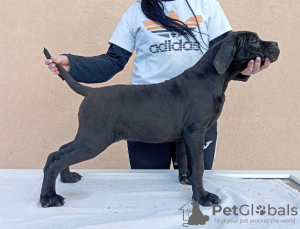 Foto №4. Ich werde verkaufen cane corso italiano in der Stadt Žitište.  - preis - verhandelt