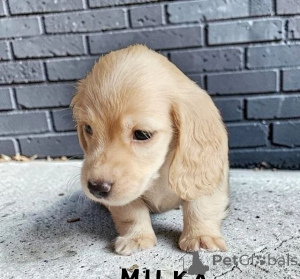 Foto №2 zu Ankündigung № 166518 zu verkaufen  - einkaufen USA 