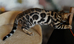 Zusätzliche Fotos: Leopardenmädchen