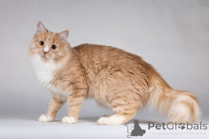 Foto №2 zu Ankündigung № 136935 zu verkaufen  - einkaufen Russische Föderation quotient 	ankündigung