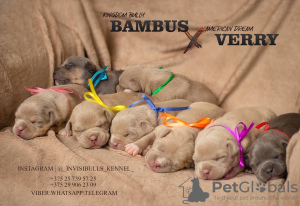 Foto №3. American Bully Welpen.. Weißrussland