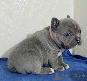 Foto №2 zu Ankündigung № 111504 zu verkaufen französische bulldogge - einkaufen Deutschland 