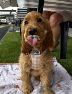 Foto №1. golden retriever - zum Verkauf in der Stadt Höfn | 630€ | Ankündigung № 159295