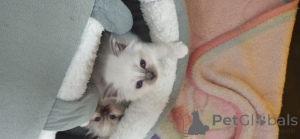 Foto №3. Kätzchen des Heiligen Burma. Spanien