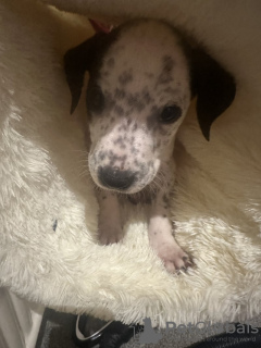 Foto №3. Dalmatinerkreuz. Deutschland