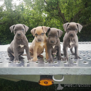 Foto №1. american pit bull terrier - zum Verkauf in der Stadt New York | 849€ | Ankündigung № 135751