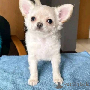 Foto №3. Süße und liebevolle weibliche und männliche Chihuahua-Welpen zur Adoption in ein. Dänemark