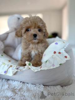 Foto №3. Entzückende Maltipoo-Welpen suchen ein liebevolles Zuhause!. Deutschland