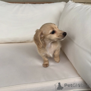 Foto №3. Mini-Dackelwelpen, klein in der Größe, groß in der Persönlichkeit!. Deutschland