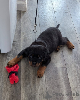 Foto №1. rottweiler - zum Verkauf in der Stadt Augustusburg | verhandelt | Ankündigung № 173334