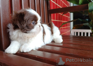 Foto №1. shih tzu - zum Verkauf in der Stadt Eagle Pass | 379€ | Ankündigung № 100398