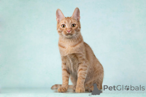 Foto №1.  - zum Verkauf in der Stadt Moskova | Frei | Ankündigung № 154292