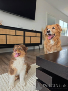 Foto №4. Ich werde verkaufen australian shepherd in der Stadt Groningen. züchter - preis - verhandelt