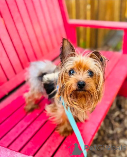 Foto №4. Ich werde verkaufen yorkshire terrier in der Stadt Berlin. quotient 	ankündigung, aus dem tierheim - preis - 550€