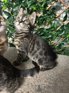 Foto №1. bengal katzenrasse - zum Verkauf in der Stadt Dornbirn | 750€ | Ankündigung № 153411